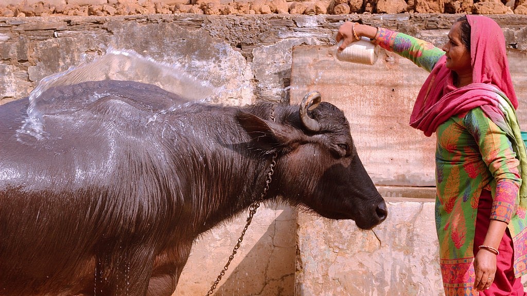The Centre is likely to tweak its order restricting the sale of animals, including cows and buffaloes. (Photo: Kashish Badar)