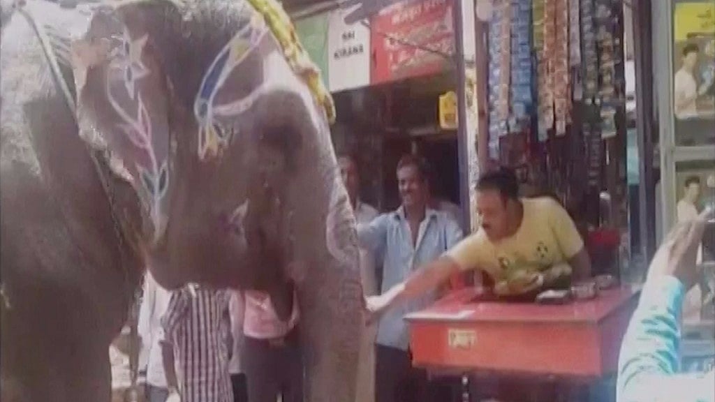 The elephant at the paan shop in Sagar, Madhya Pradesh. (Photo: ANI Screengrab)