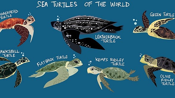 Rohan’s illustration for World Turtle Day. (Photo Courtesy: Green Humour)