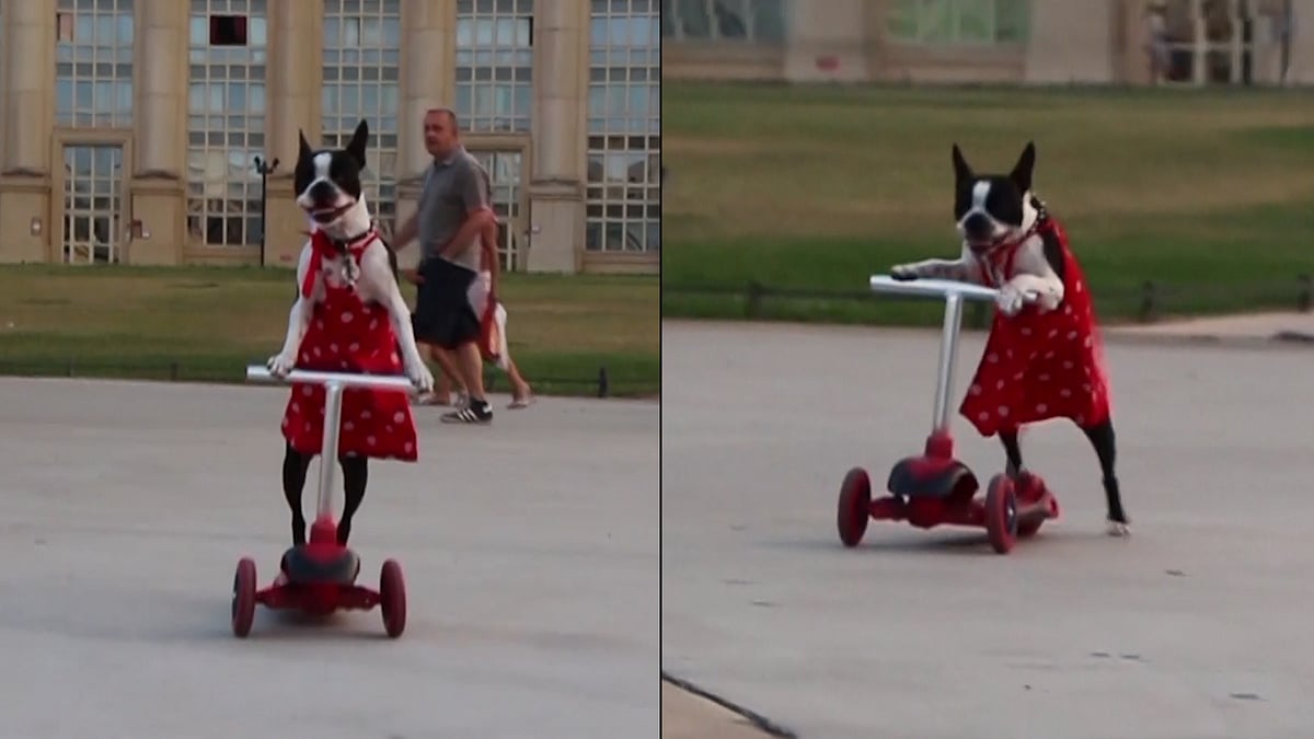 This dog has some real skills (Photo: AP/Altered by The Quint)