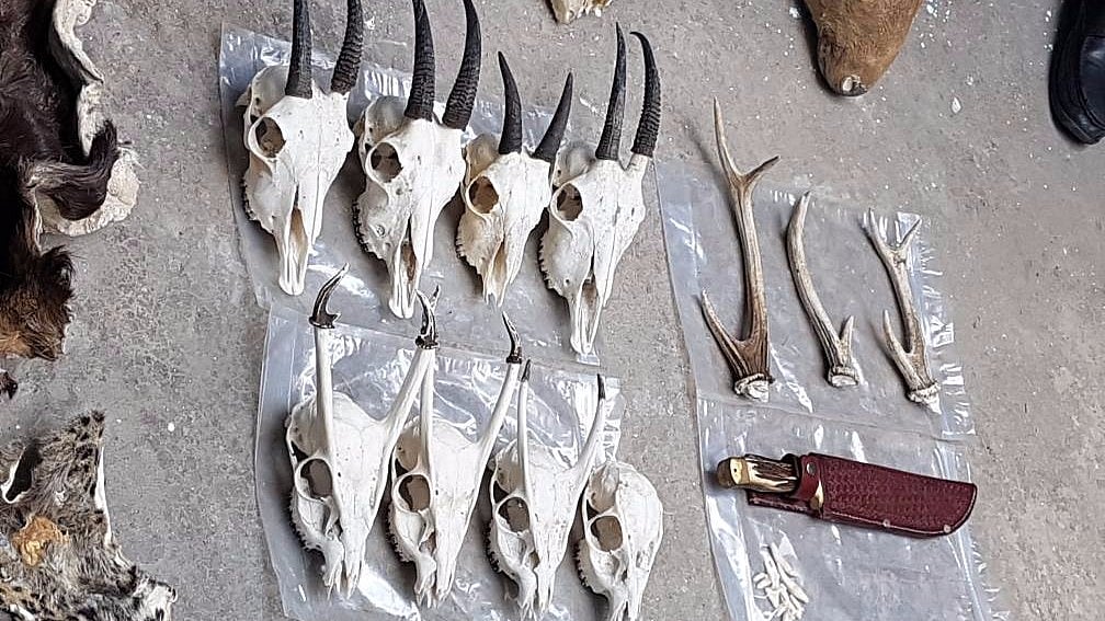 Photo of the illegal items, including animal hide, horns and skulls obtained at the raid. (Photo Courtesy: Ritu Bhargava)