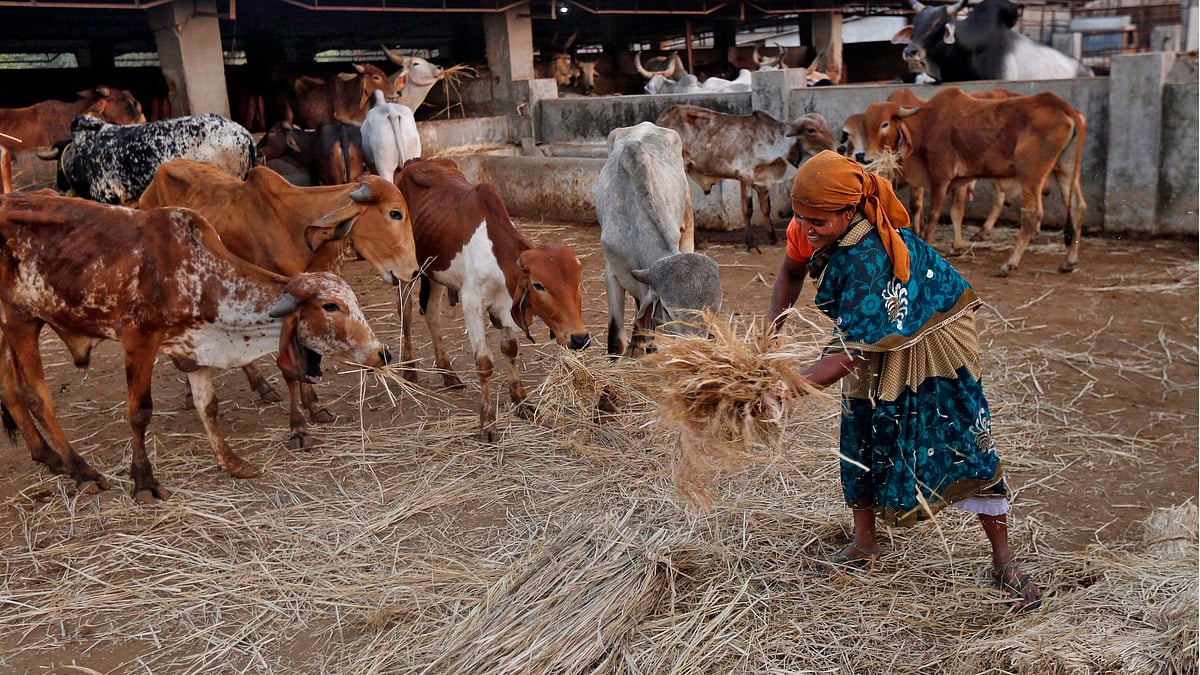 The Rajasthan High Court recommended that the Centre declare the cow the national animal on Wednesday. (Photo: Reuters)