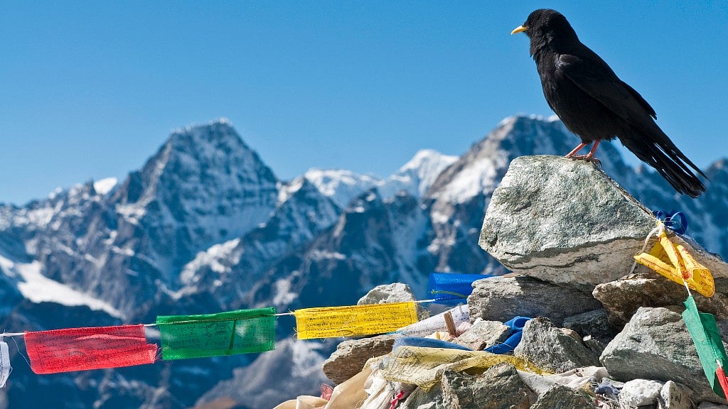 Some bird species are down to their last 100 pairs, like the Great Indian Bustard and the Florican. The population of vultures has crashed.  ( Photo: iStock )