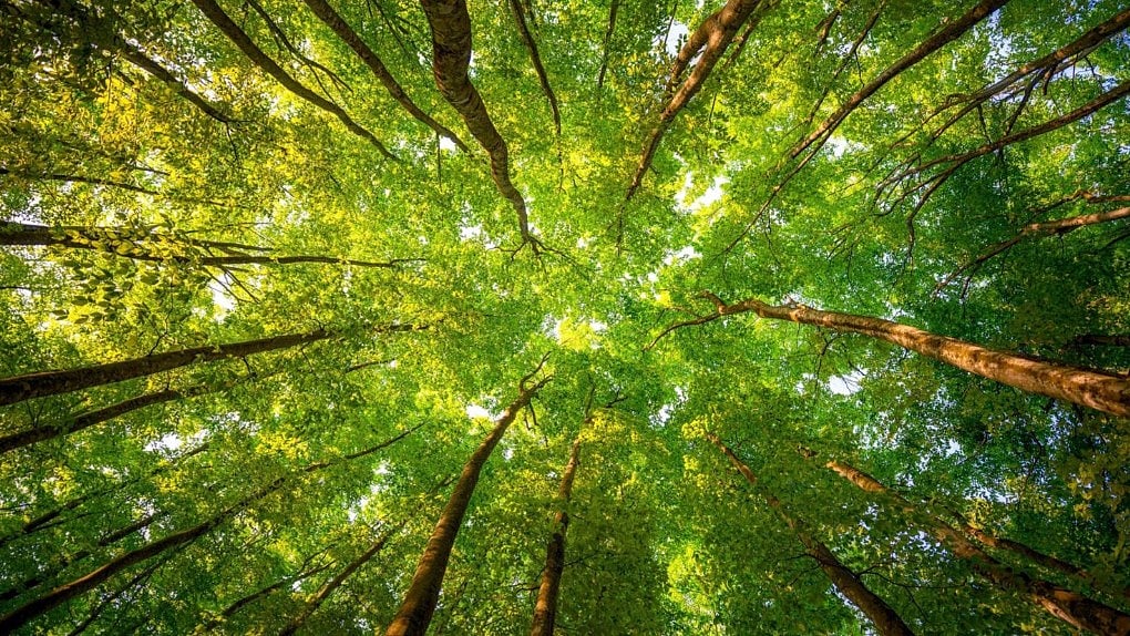 Representational Image. (Photo Courtesy: Facebook/<a href="https://www.facebook.com/SayTrees/">SayTrees</a>)