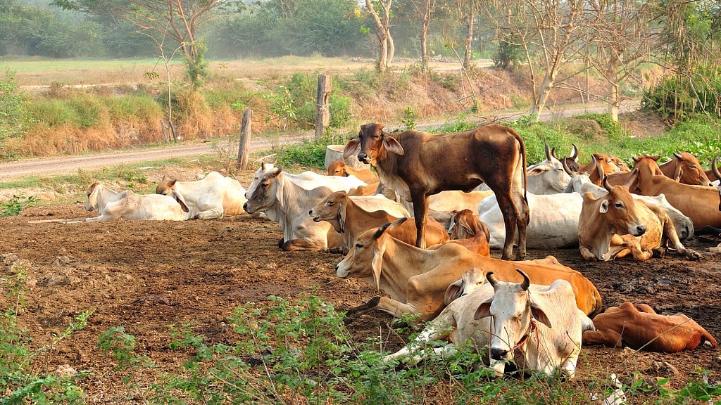 Abandoned cattle result in road accidents in Bundelkhand, UP. (Photo: iStock)