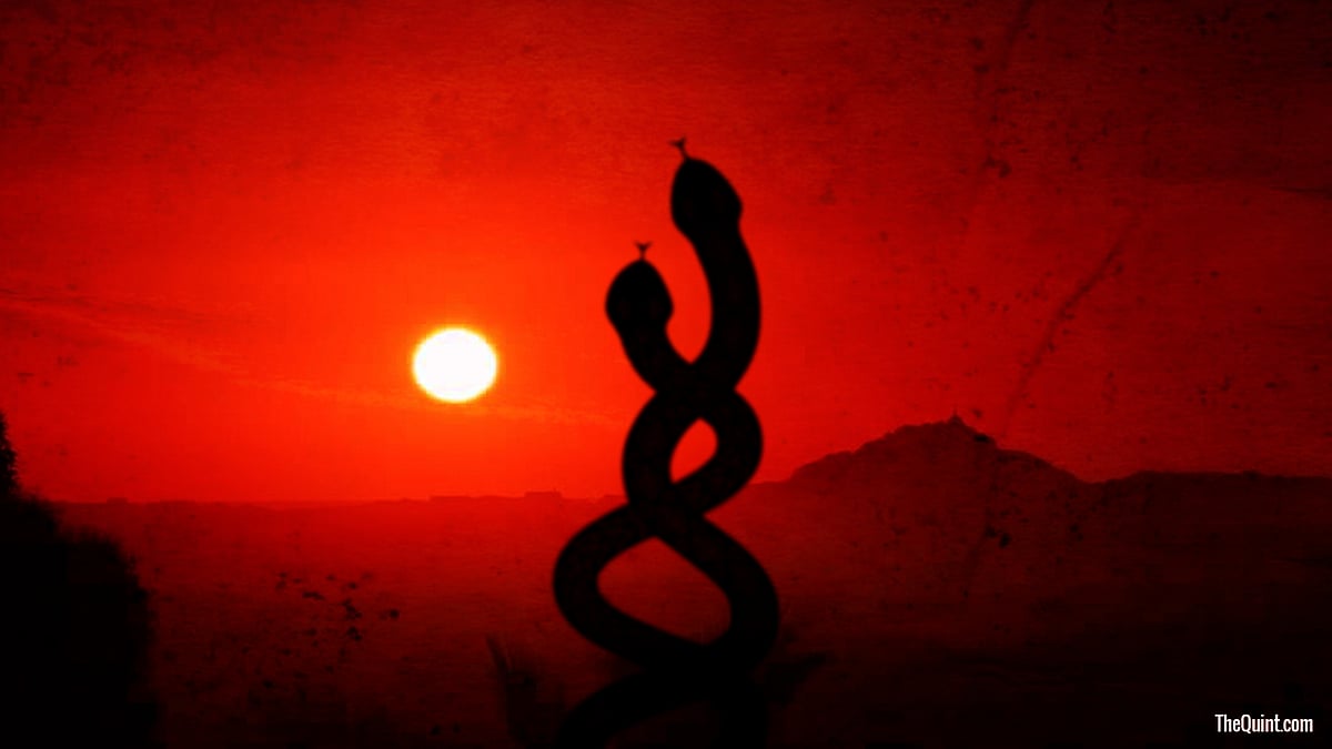 Two magnificent Indian Cobras were spotted dancing in Raygada, Odisha. Image for representational purposes.