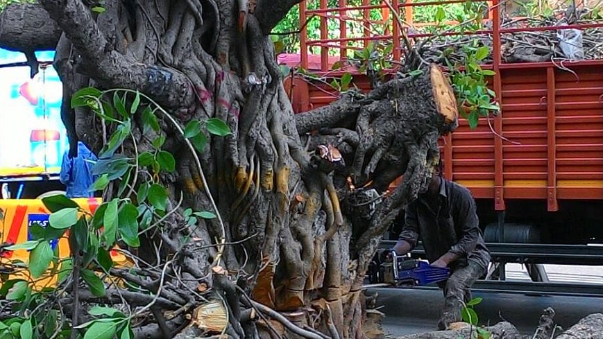 A man cuts an old tree in Churchgate, South Mumbai. (Photo Courtesy: Tunali Mukherjee)&nbsp;