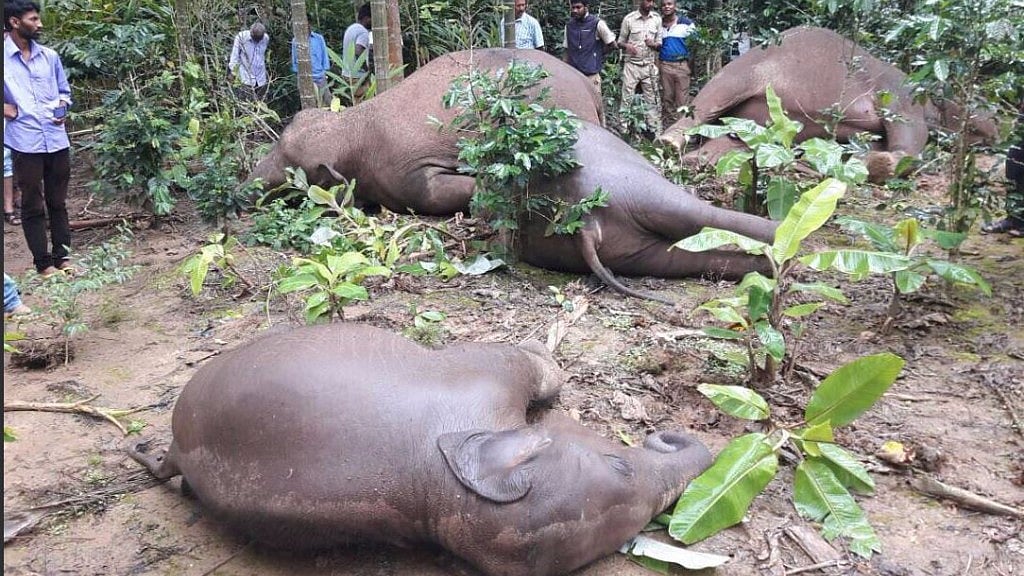 The elephants reportedly stepped on a high-power transmission line when they were moving through the estate. (Photo Courtesy: Twitter/<a href="https://twitter.com/dipika_bajpai/status/879703260512178176">@dipika_bajpai</a>)