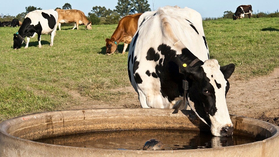 Representative image of cattle. (Photo: iStock)