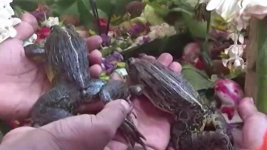 

A lavish feast was also laid out following which the newly-wed couple was released into a nearby pond. (Photo: AP Screengrab)