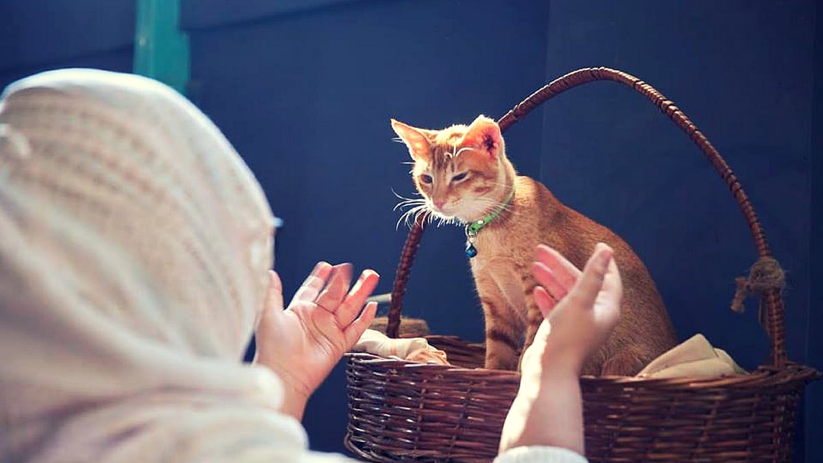 It was compassion towards the plight of Indian strays that inspired this noble venture.
