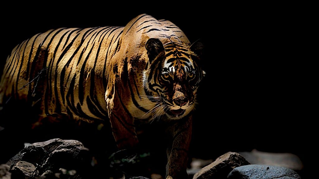 What does the future hold for tigers?