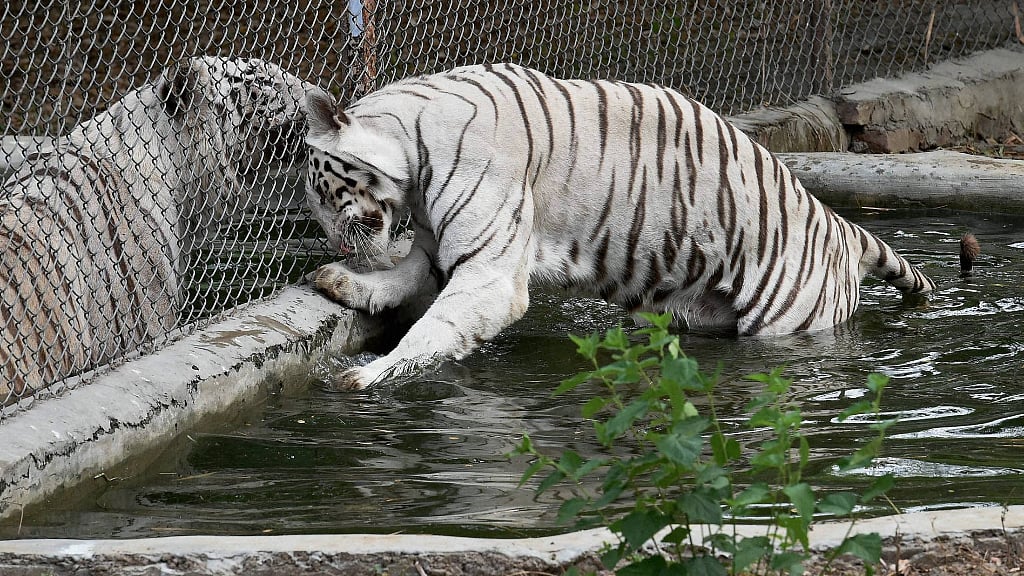 Vijay, the white tiger of Delhi zoo. (Representational image)