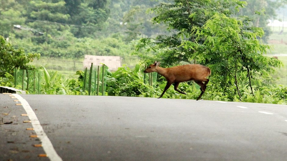 More animals are being killed while crossing National Highway 37 than by poachers.