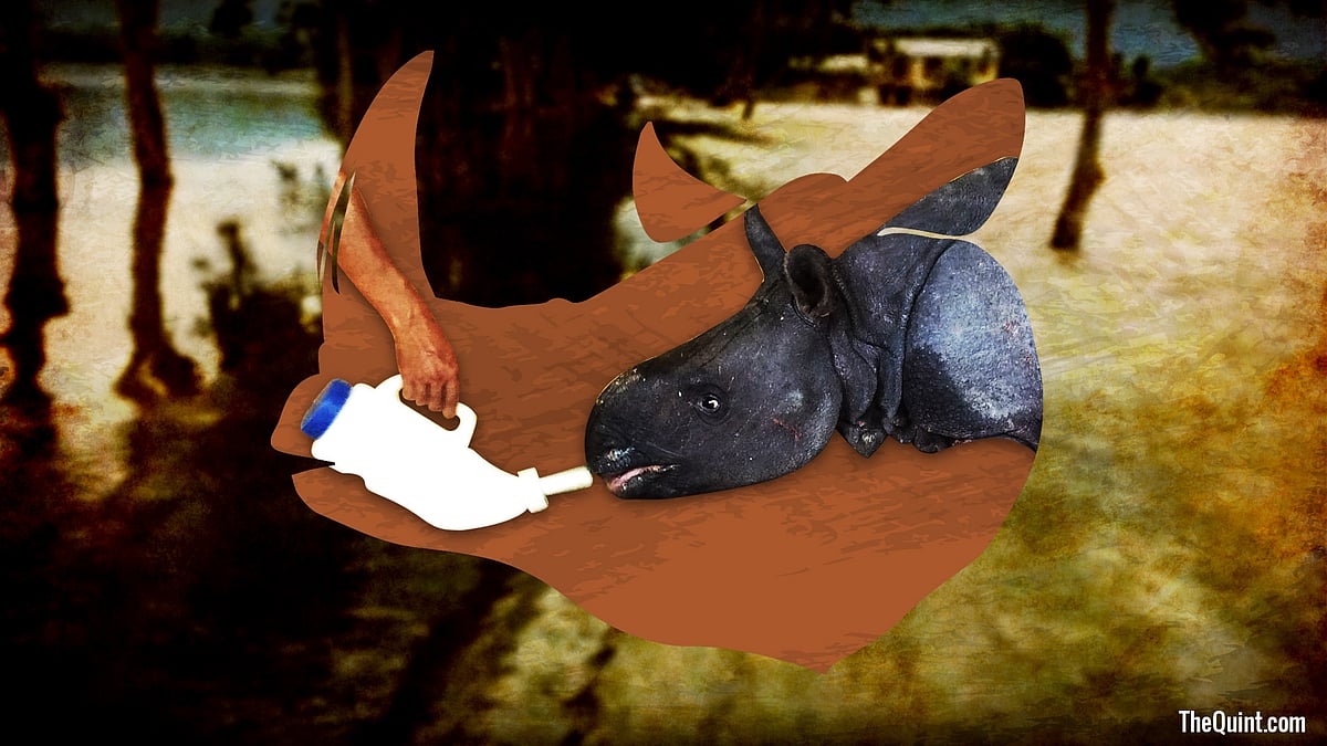 Nothing comes close to the deep bond that a baby Rhino shares with his mother. Separation is very traumatic.
