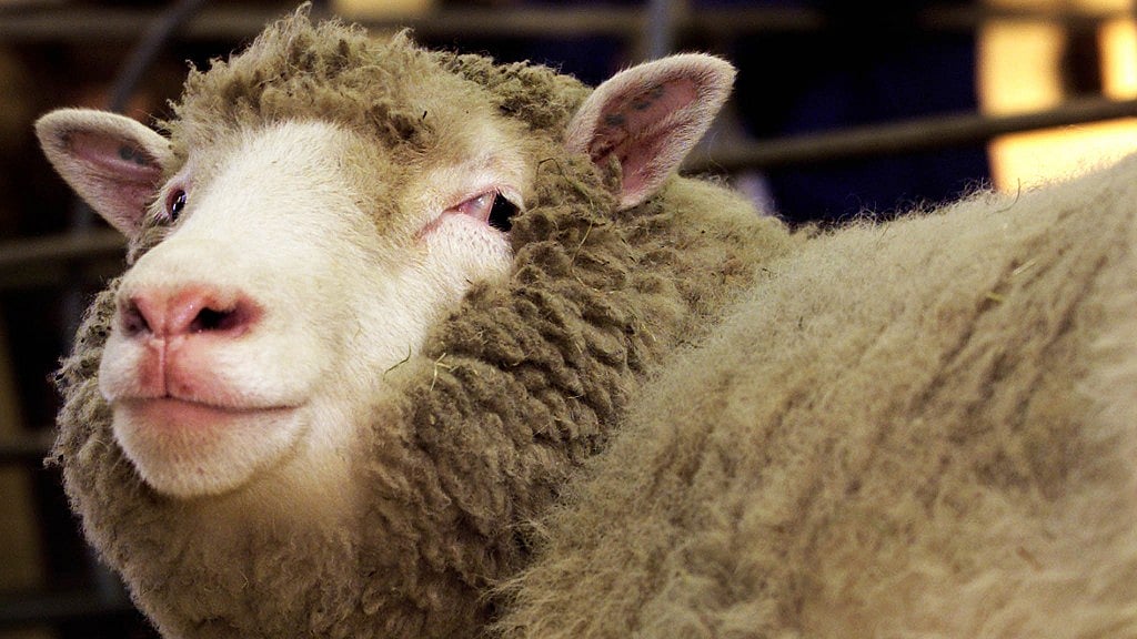  Dolly the sheep during a photocall in 2002 at the Roslin Institute in Edinburgh. (Photo: Reuters)