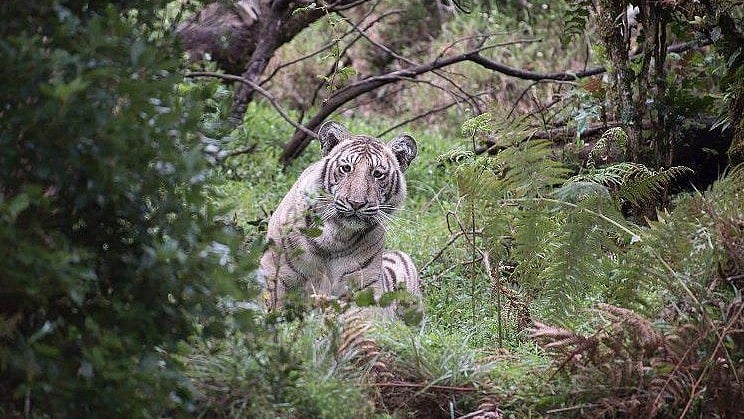 The tiger spotted by Nilanjan Ray was pale but not quite white.