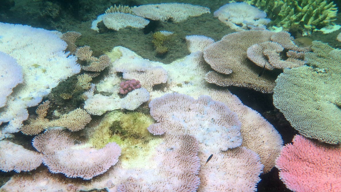 The Great Barrier Reef is reeling under a combination of bleaching, over-fishing and land clearing. (Photo Courtesy: The Conversation)