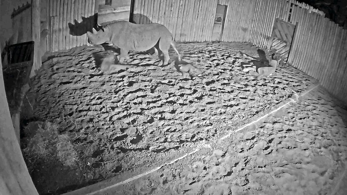 A critically rare Eastern Black Rhino gives birth in this incredible video. (Photo: AP)