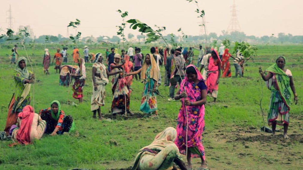 India planted 66 million trees in 12 hours. (Photo Courtesy: Twitter/<a href="https://twitter.com/Evergladeslaw">Grace van Sprang</a>)