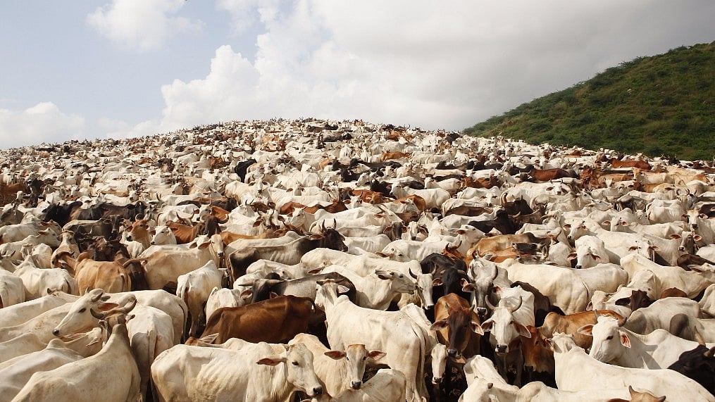 

The number of cows is projected to increase from 122.5 million to 227.78 million during the decade.
