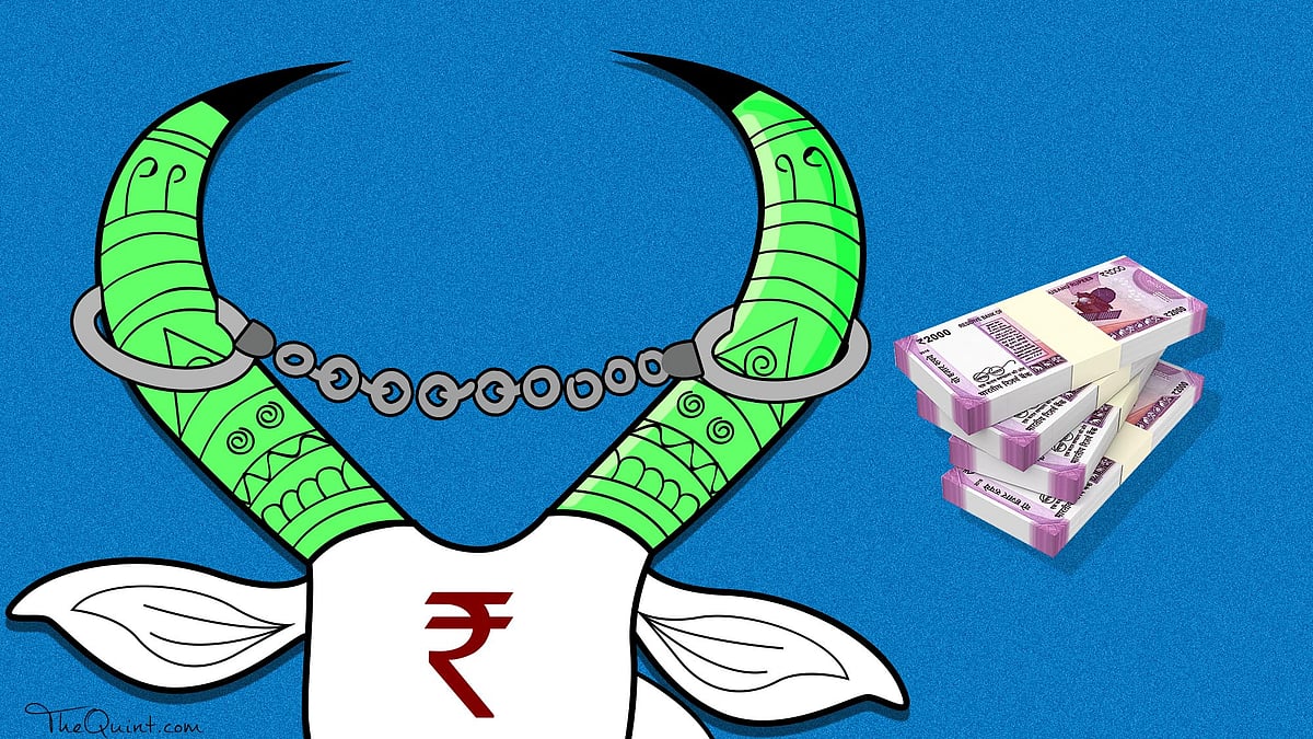 

Cattle traders are being targeted by an extortion ring comprising gau rakshaks, police and animal protection groups.