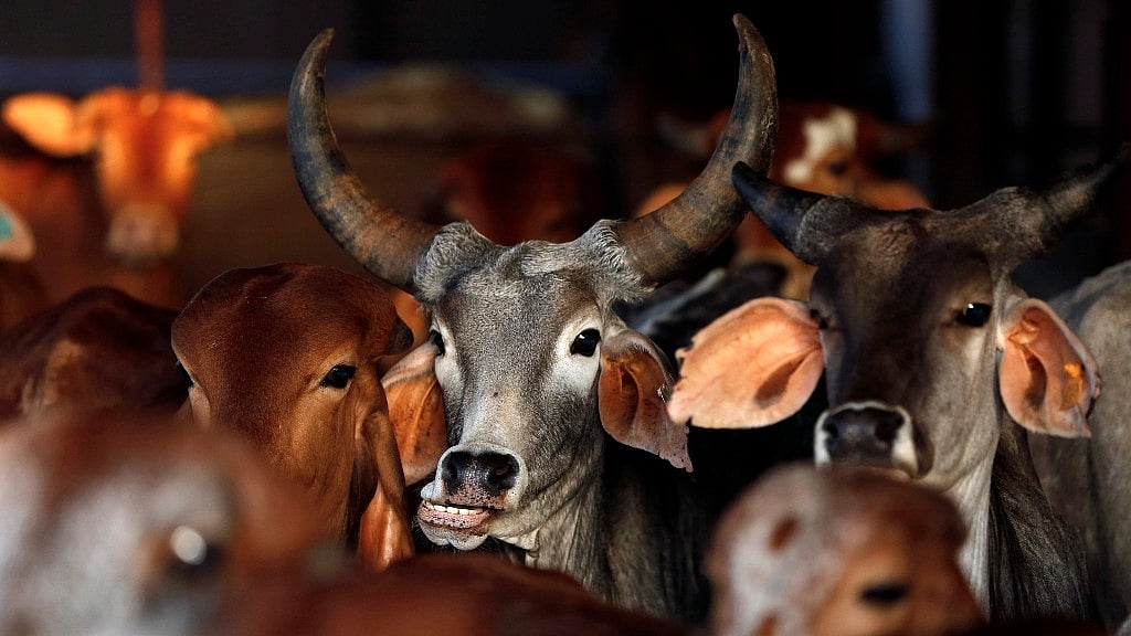 Four lakh adult cattle and two lakh young cattle were slaughtered between 2015-2016. (Picture Courtesy: Reuters)