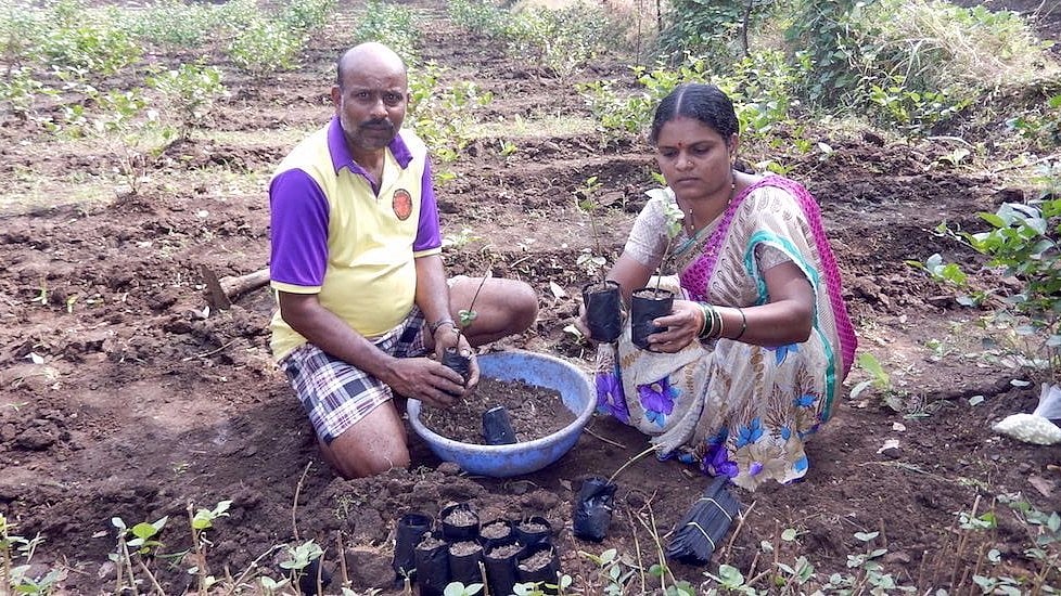 Sangita Mhatre and her husband Shashikant in their jasmine nursery, preparing saplings to be sold to other farmers. 