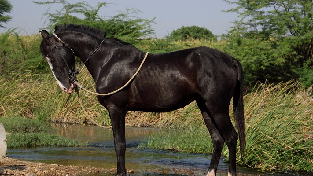 A horse strangled to death in Haryana.