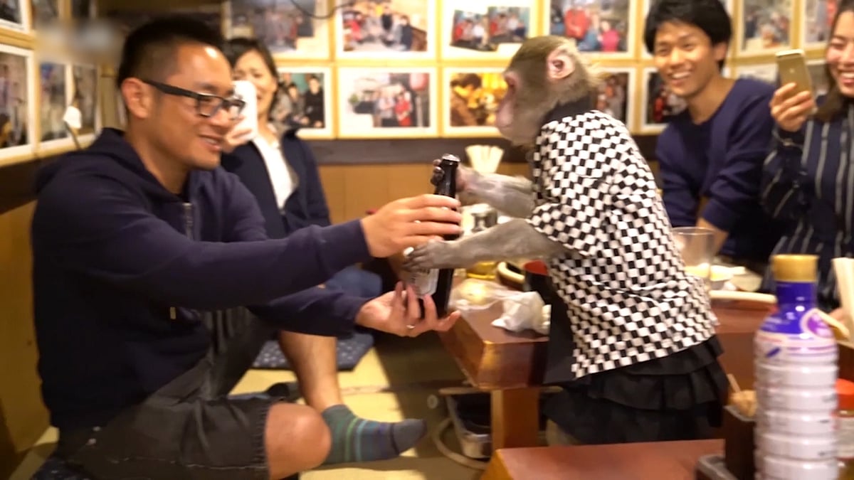 Little monkeys serve food at a Japanese restaurant.
