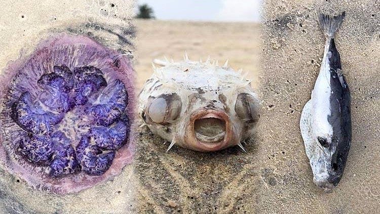 The presence of poisonous fish such as the pufferfish and the man-of-war fish caused some panic amongst the locals. 