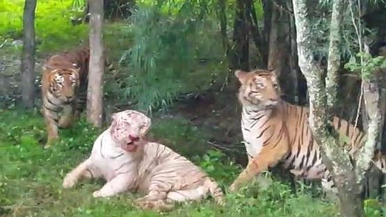 The incident took place in Bengaluru’s Bannerghatta National Park.