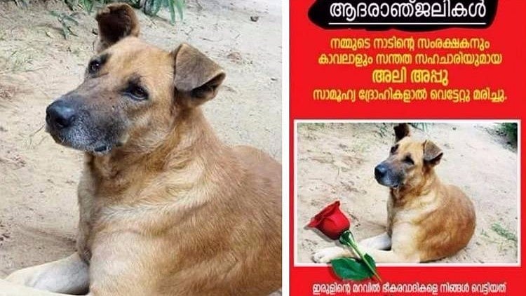 The dog was a guardian for the entire village in every sense.