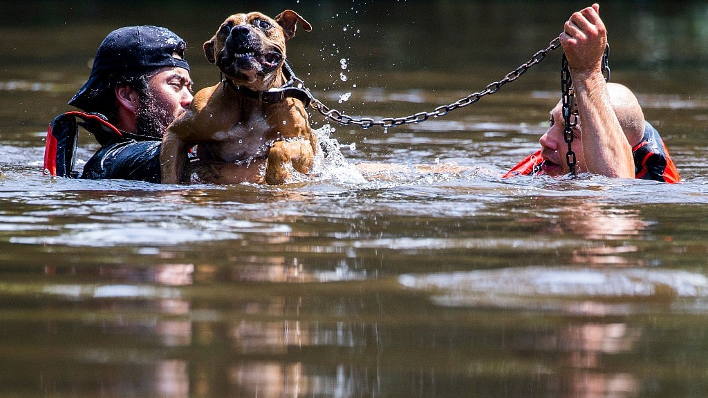 Saving a chained dog. 