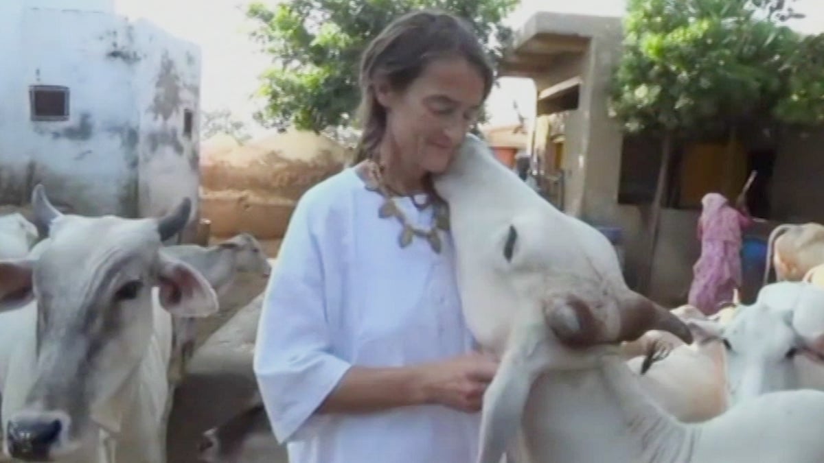 

German national Sudevi runs a cow shelter called Radha Surabhi Gaushala in Mathura. 