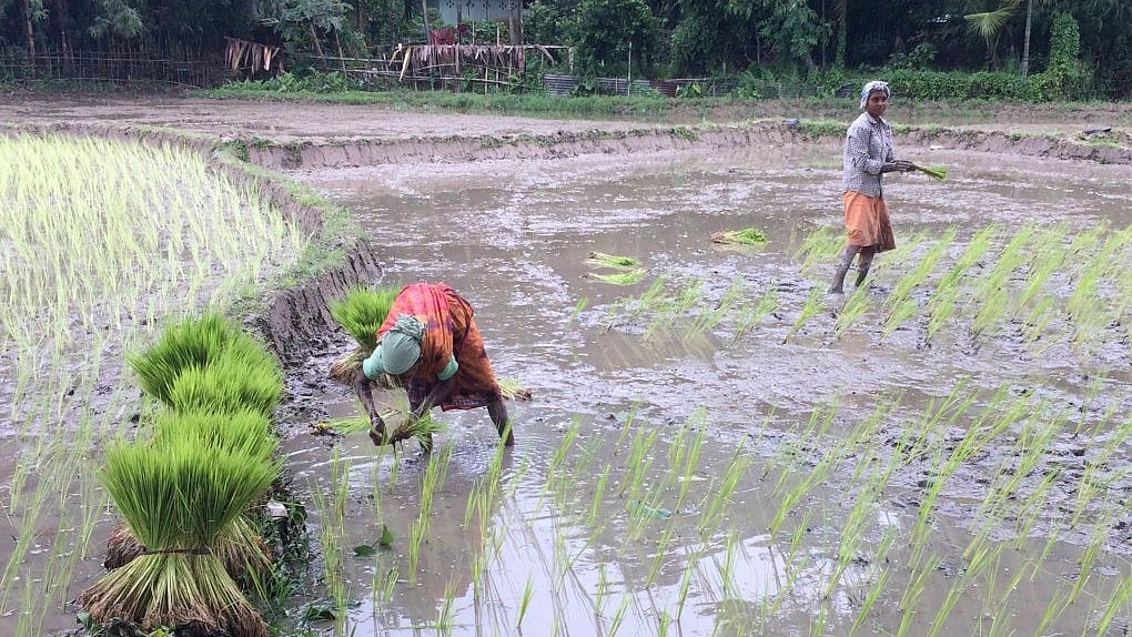 Women work in paddy fields in Assam after monsoon flood waters have abated.