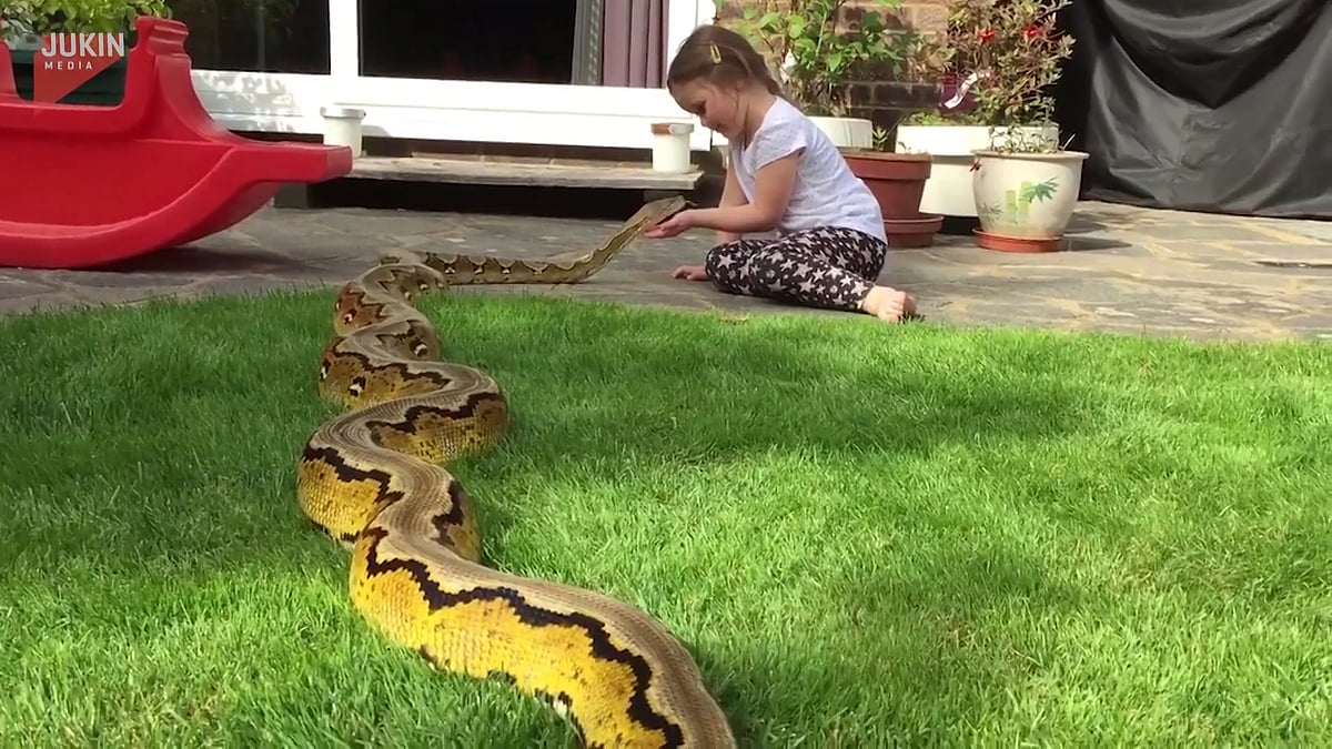 4-year-old playing with her pet reticulated Python