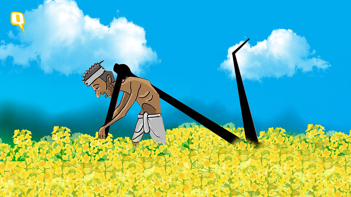 Change in stance on GM mustard by the Genetic Engineering Appraisal Committee stuns scientists. <i>(Photo: <b>The Quint</b>)</i>