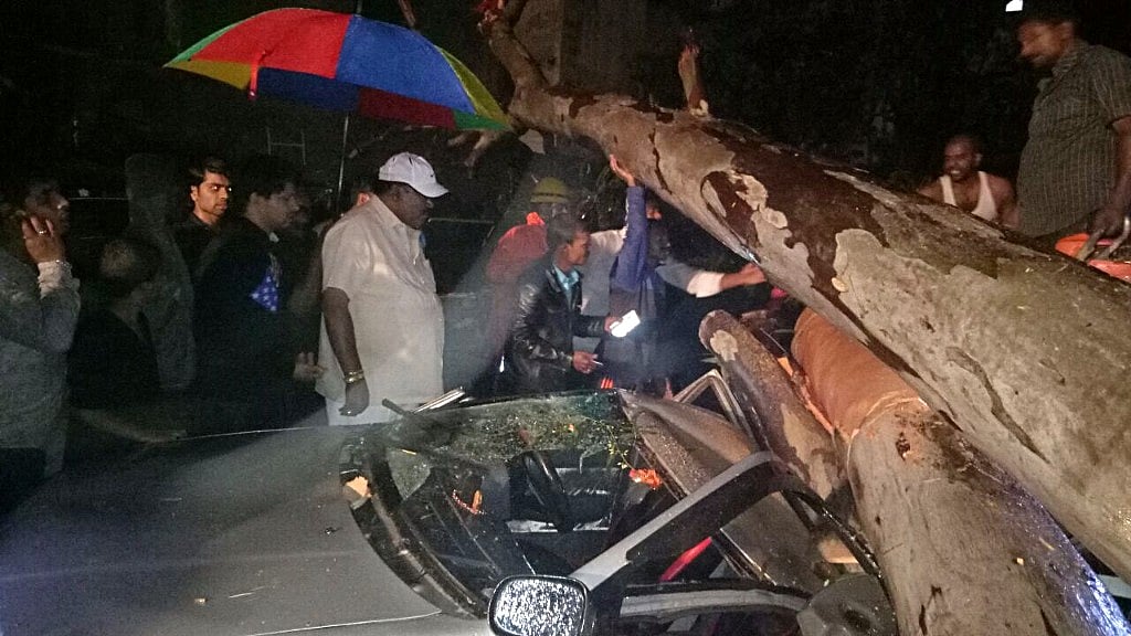 A Eucalyptus tree came crashing down on a car, crushing its roof, on September 8, in Bengaluru.