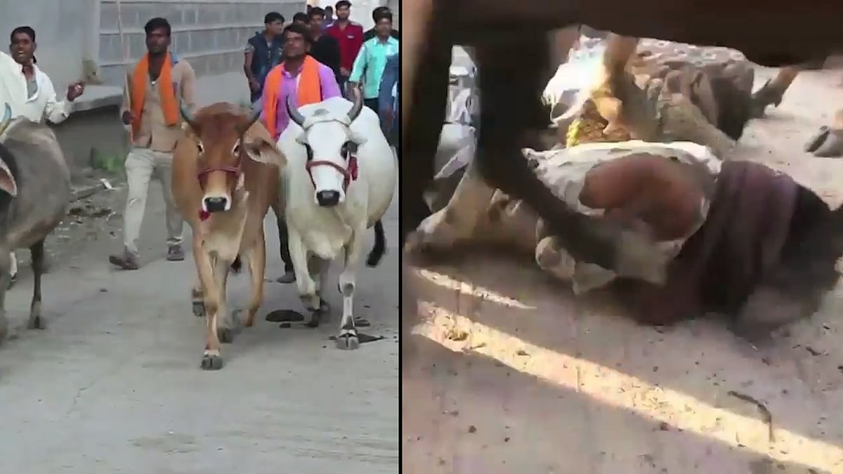 Villagers get trampled upon by cows as part of an unusual ritual