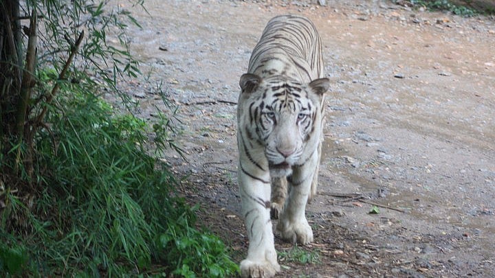 File photo of a white tiger in Bannerghatta National Park. Image used for representational purposes.