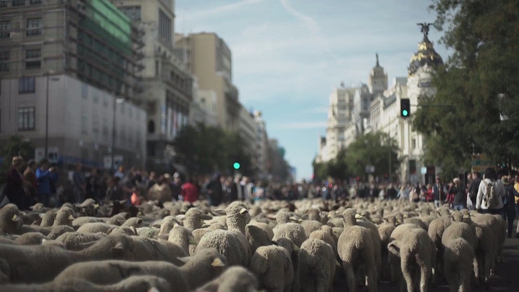 Sheeps flock through the streets of Madrid, Spain during an age old festival.