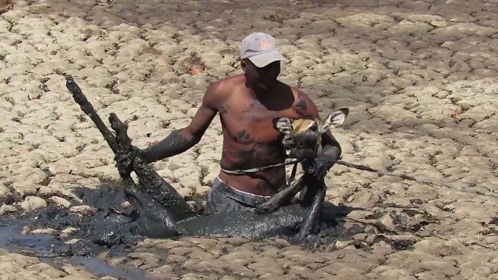 The impala had waded into a swamp, where it got trapped. 