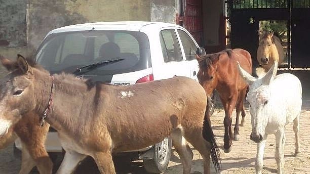 Eight donkeys were jailed by the Uttar Pradesh police for eating “expensive plants”.