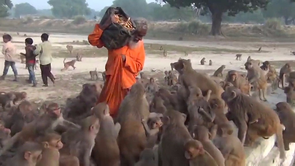 Krishna Kumar feeding monkeys