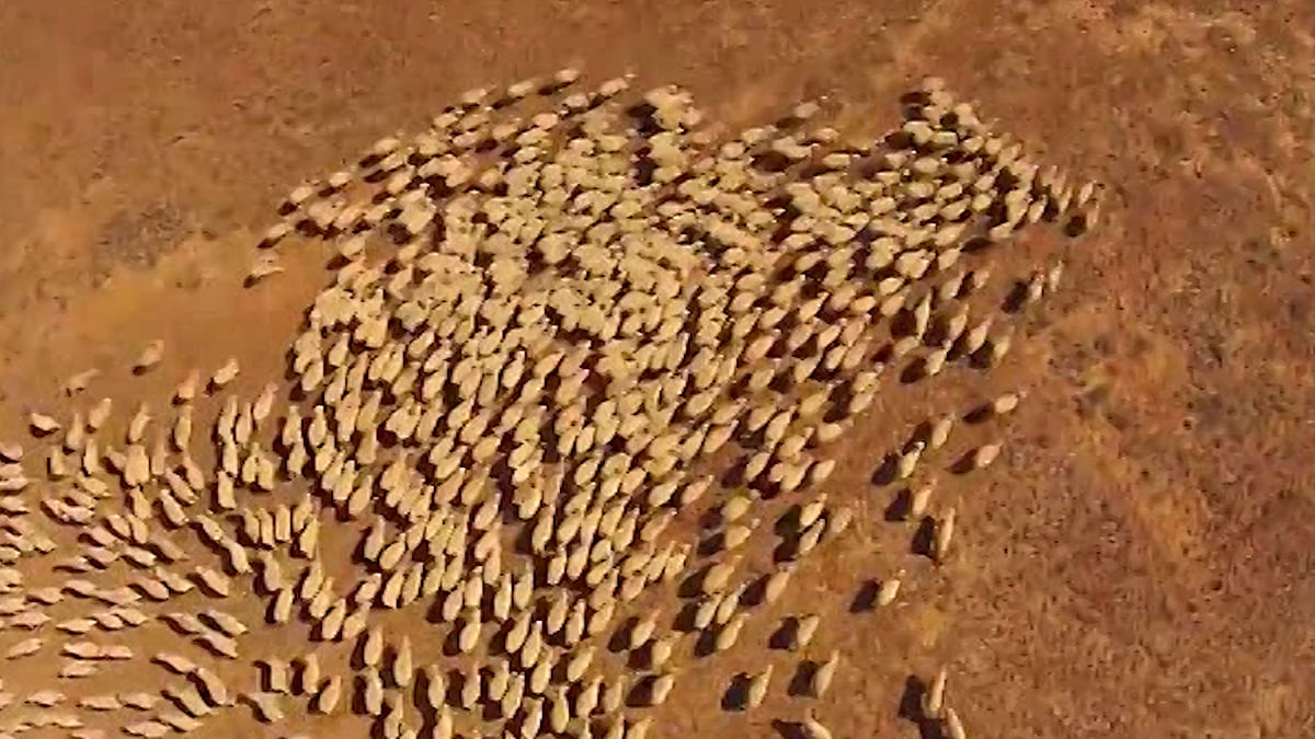 Farmers launched drones to capture the drills of their sheep.