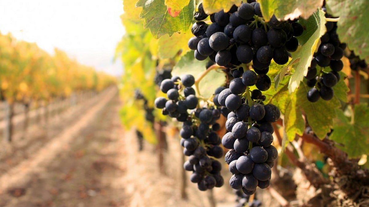 Sula Vineyards, Nashik