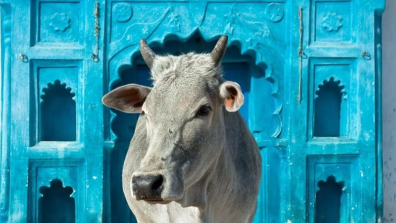The process of distribution of cows is slated to start soon.