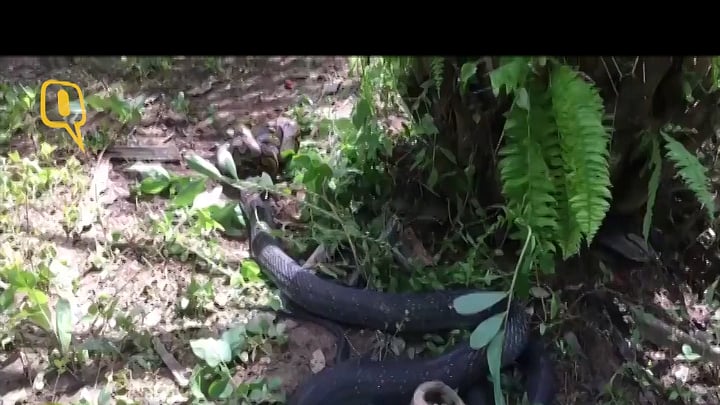 A 5-feet-long python and a 17-feet-long cobra engage in a gruesome battle.