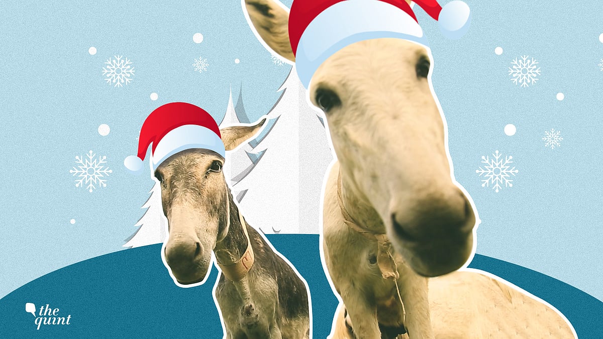 Bob and Jean Harrison spend their day taking care of 18 dogs, seven horses, and 90 donkeys.